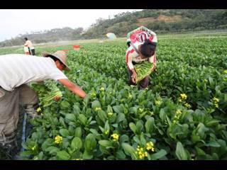茂名依靠山区发展蔬菜产业绿色种植惠农致富