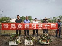广州南沙科技小院稳步推进新垦莲藕产业改良创新