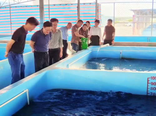 调研组认真观察硇洲族大黄鱼工厂化养殖情况