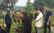 云浮市郁南县举办荔枝的修剪及促花技术、新水果的引种与推广培训班