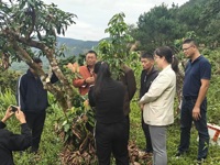 云浮市郁南县举办荔枝的修剪及促花技术、新水果的引种与推广培训班