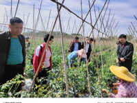 茂名市老科协农艺专家深入南塘镇村头坡村调研指导特色产业发展
