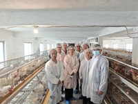 湛江市吴川市有关部门深入樟铺镇三浪村麒麟鸡种鸡孵化基地开展专题调研