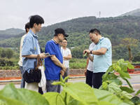 华南农业大学专家团队赴云浮市郁南县开展蚕桑产业发展调研服务活动