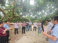 茂名市电白区开展反季龙眼测产观摩活动