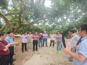 茂名市电白区开展反季龙眼测产观摩活动