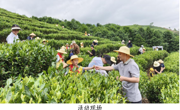 韶关市翁源县开展2026年“亲子采茶趣，友善共传承”科普教育实践活动