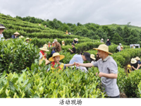 韶关市翁源县开展2026年“亲子采茶趣，友善共传承”科普教育实践活动