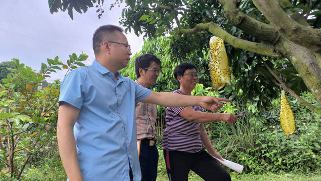 云浮市郁南县科协、广东郁南黄皮科技小院组织专家团队开展专题调研