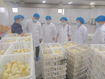 云浮市科协赴廉江黄鸡科技小院调研